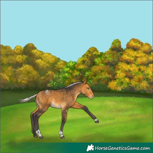 Horse Color:Silver Buckskin Tobiano Varnish Rabicano 