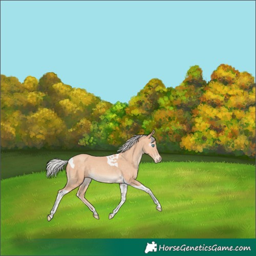 Horse Color:Gray Silver Perlino Tobiano 