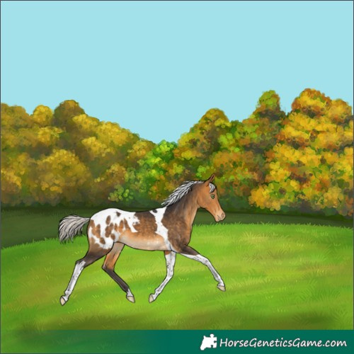 Horse Color:Silver Buckskin Tobiano Blanket 