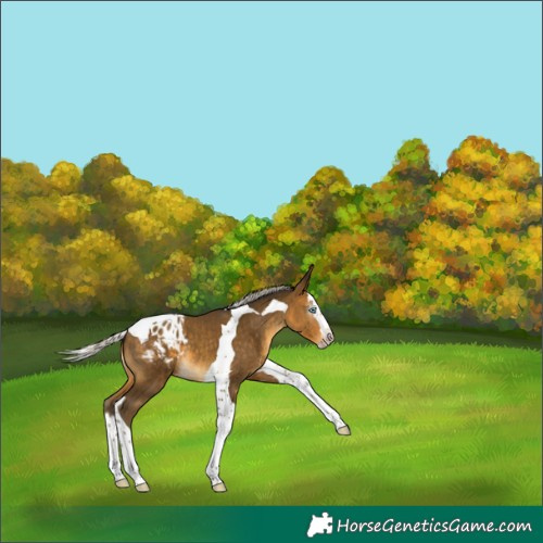 Horse Color:Gray Silver Sable Cream Champagne Splash Tobiano Blanket 