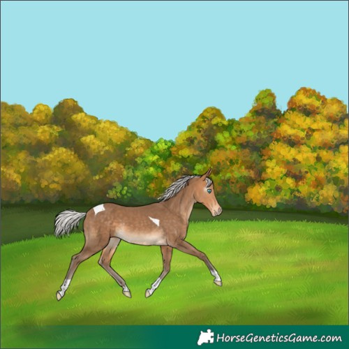 Horse Color:Gray Silver Perlino Tobiano Varnish Rabicano 