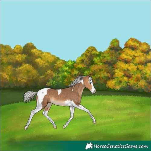 Horse Color:Gray Silver Perlino Splash Tobiano Varnish 