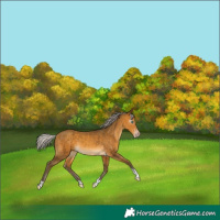 Horse Color:Gray Silver Amber Cream Champagne Tobiano 