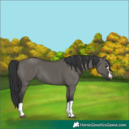 Horse Color:Grullo 