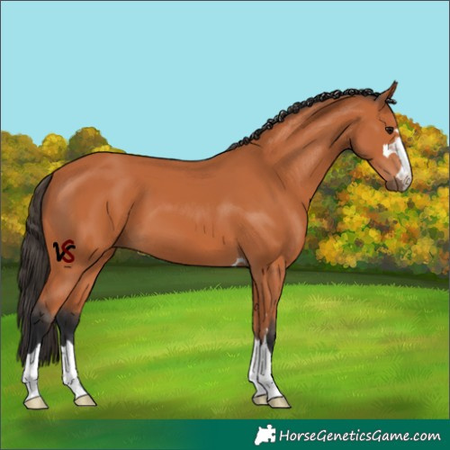 Horse Color:Unknown 