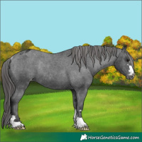 Horse Color:Black Appaloosa Rabicano 