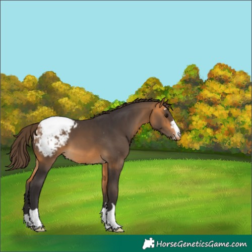 Horse Color:Buckskin Snowcap 
