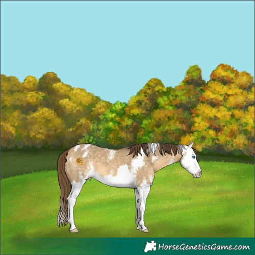 Horse Color:Buckskin Dun Sabino Splash Appaloosa 