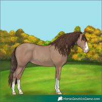 Horse Color:Classic Champagne 