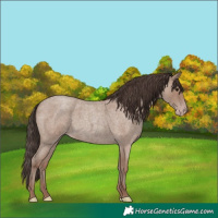 Horse Color:Classic Champagne Roan 