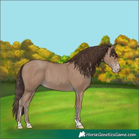 Horse Color:Classic Champagne 