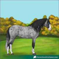 Horse Color:Blue Roan Splash
