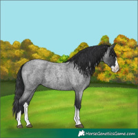 Horse Color:Blue Roan Splash 