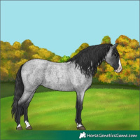 Horse Color:Blue Roan Splash 