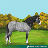 Horse Color:Blue Roan Splash 