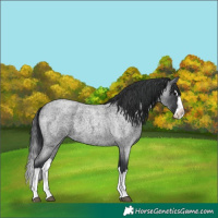 Horse Color:Blue Roan Splash 
