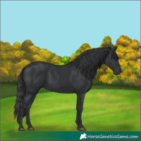 Horse Color:Black 