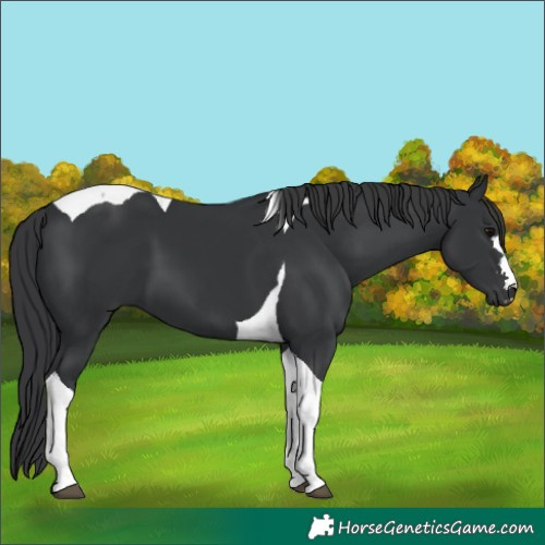 Horse Color:Black Tobiano 