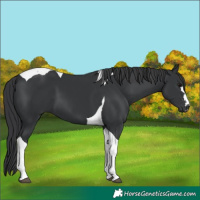 Horse Color:Black Tobiano 