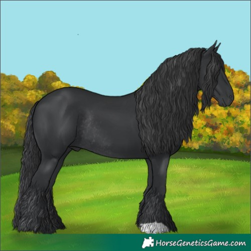 Horse Color:Black Rabicano 