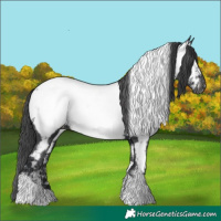 Horse Color:Black Tobiano Near Fewspot