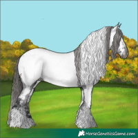 Horse Color:Black Tobiano Appaloosa 