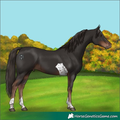 Horse Color:Liver Chestnut Tobiano 