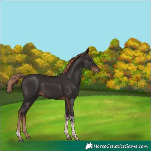 Horse Color:Liver Chestnut Tobiano 