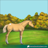 Horse Color:Palomino Tobiano