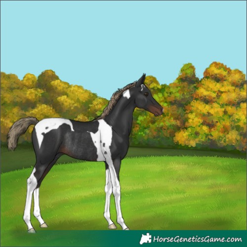 Horse Color:Liver Chestnut Tobiano Rabicano 