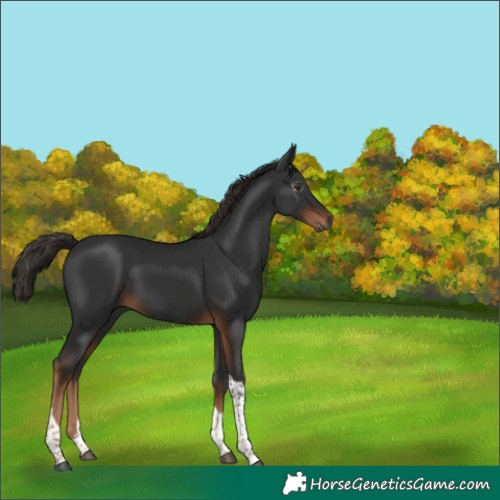 Horse Color:Gray Liver Chestnut Tobiano 