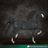 Horse Color:Black 