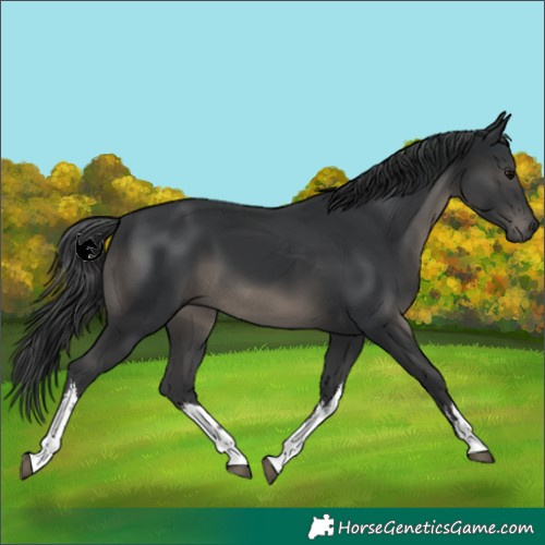 Horse Color:White Spotted Black 