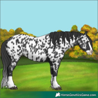 Horse Color:Black Splash Appaloosa