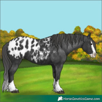 Horse Color:Black Splash Appaloosa