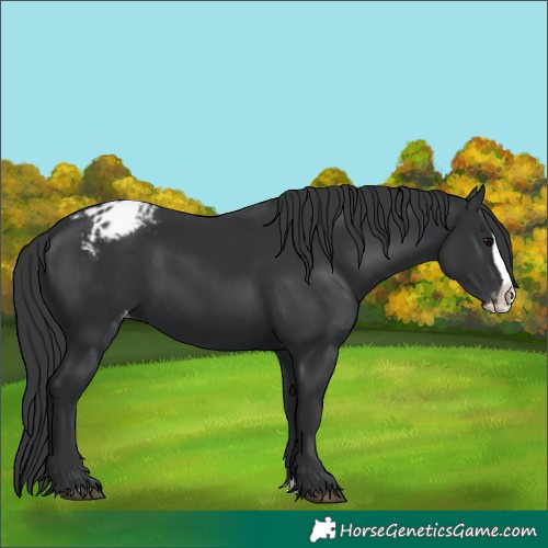 Horse Color:Black Splash Appaloosa