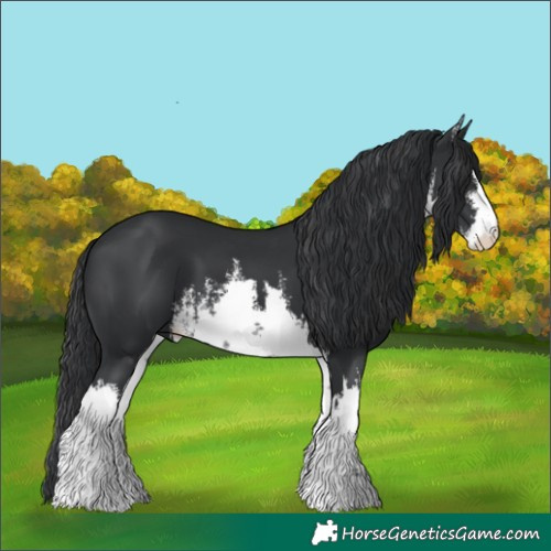 Horse Color:White Spotted Black 