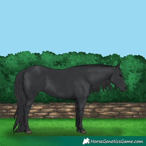 Horse Color:White Spotted Black 