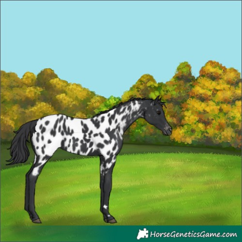 Horse Color:Black Near Leopard 