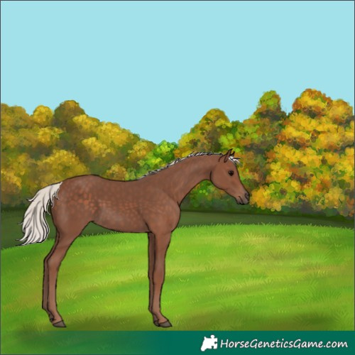 Horse Color:Silver Black