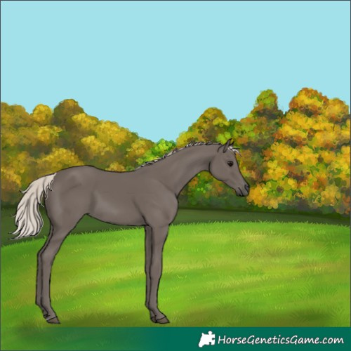 Horse Color:Silver Black