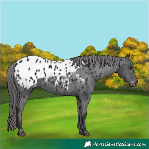 Horse Color:Black Appaloosa 