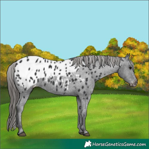 Horse Color:Black Blanket 