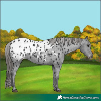Horse Color:Black Appaloosa 