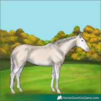 Horse Color:Smoky Creme Splash  and Silver Smoky Creme Splash 