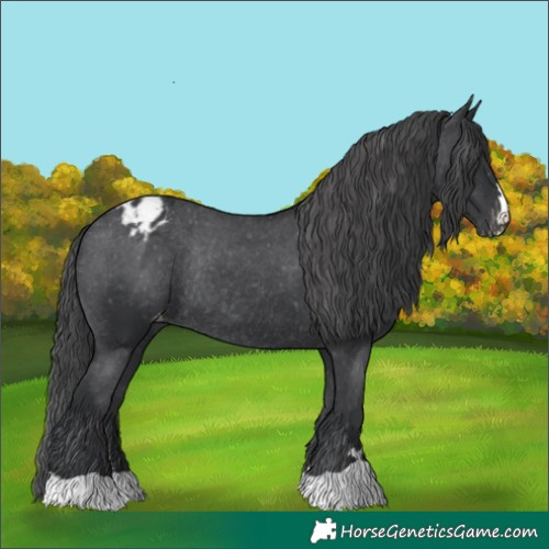 Horse Color:Black Appaloosa Rabicano 