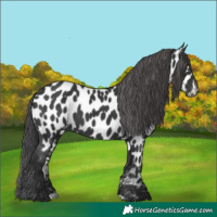 Horse Color:Black Appaloosa Rabicano 