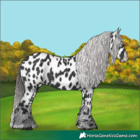 Horse Color:Black Appaloosa Rabicano 