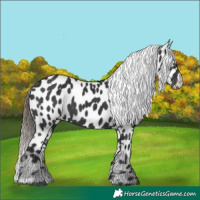 Horse Color:Black Appaloosa Rabicano 