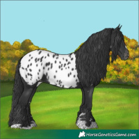 Horse Color:Black Near Leopard Rabicano 